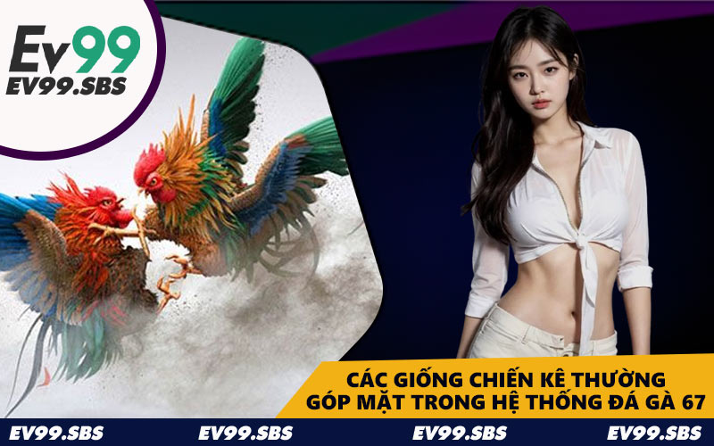 Các giống chiến kê thường góp mặt trong hệ thống đá gà 67